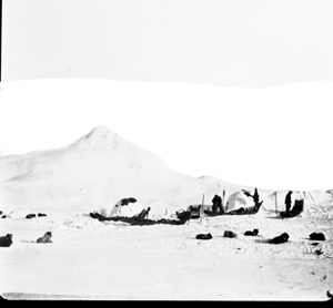 Image of Five sledges: Dogs and men at rest